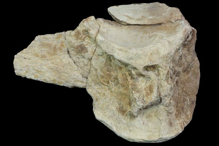 Mosasaur (Platecarpus) Vertebra - Kansas #113057